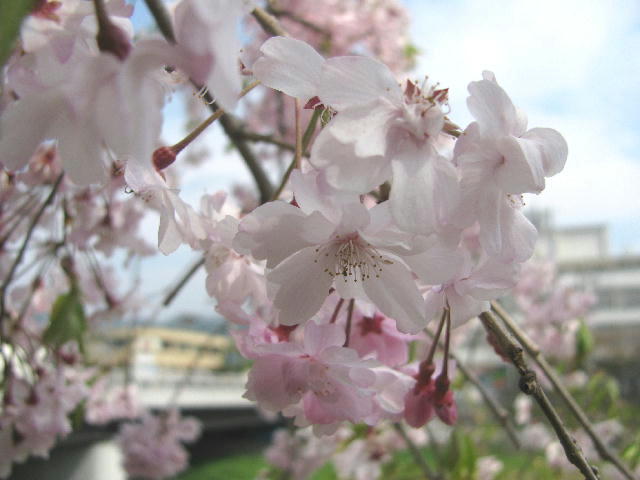 桜写真コレクション